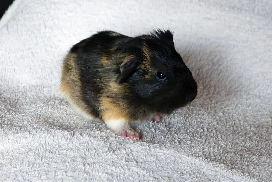 Shebra Mini Guinea Pig Shebra Mini Guinea Pig
