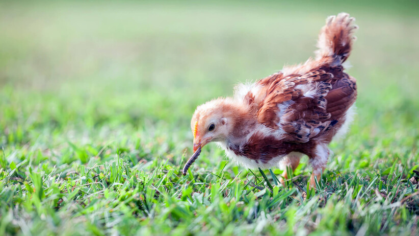 Should You Worm Your Chickens?