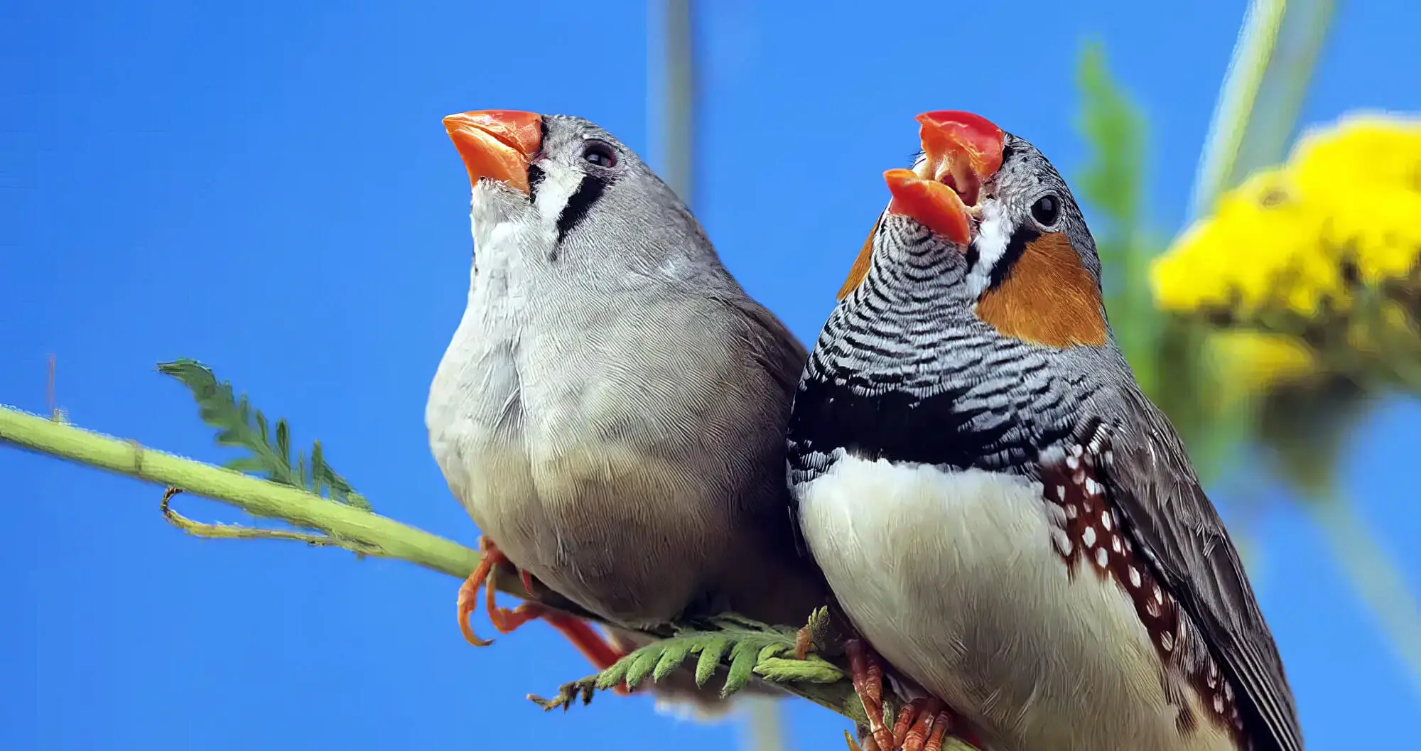 Birdsongs and What They Mean - Planet Pet