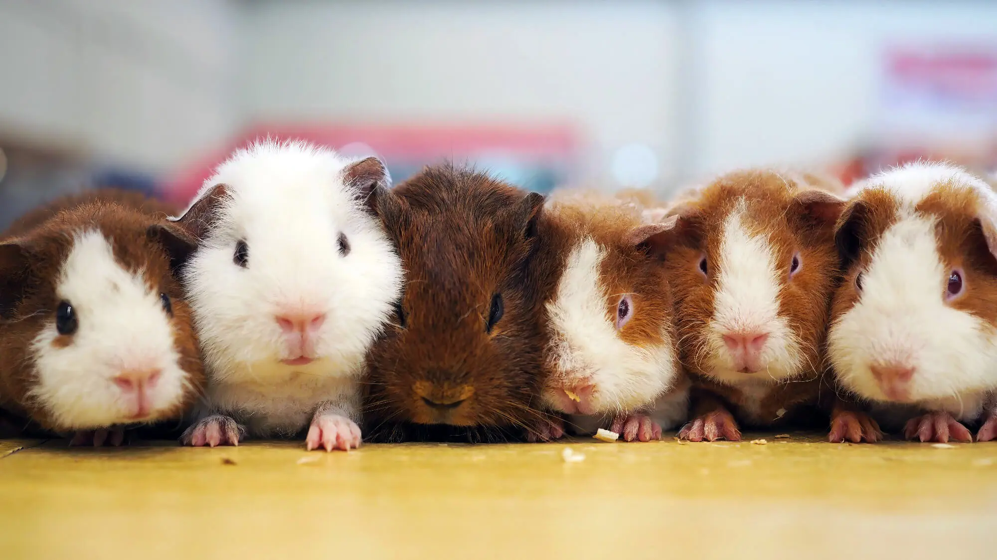 Hypoallergenic guinea pig breeds hotsell