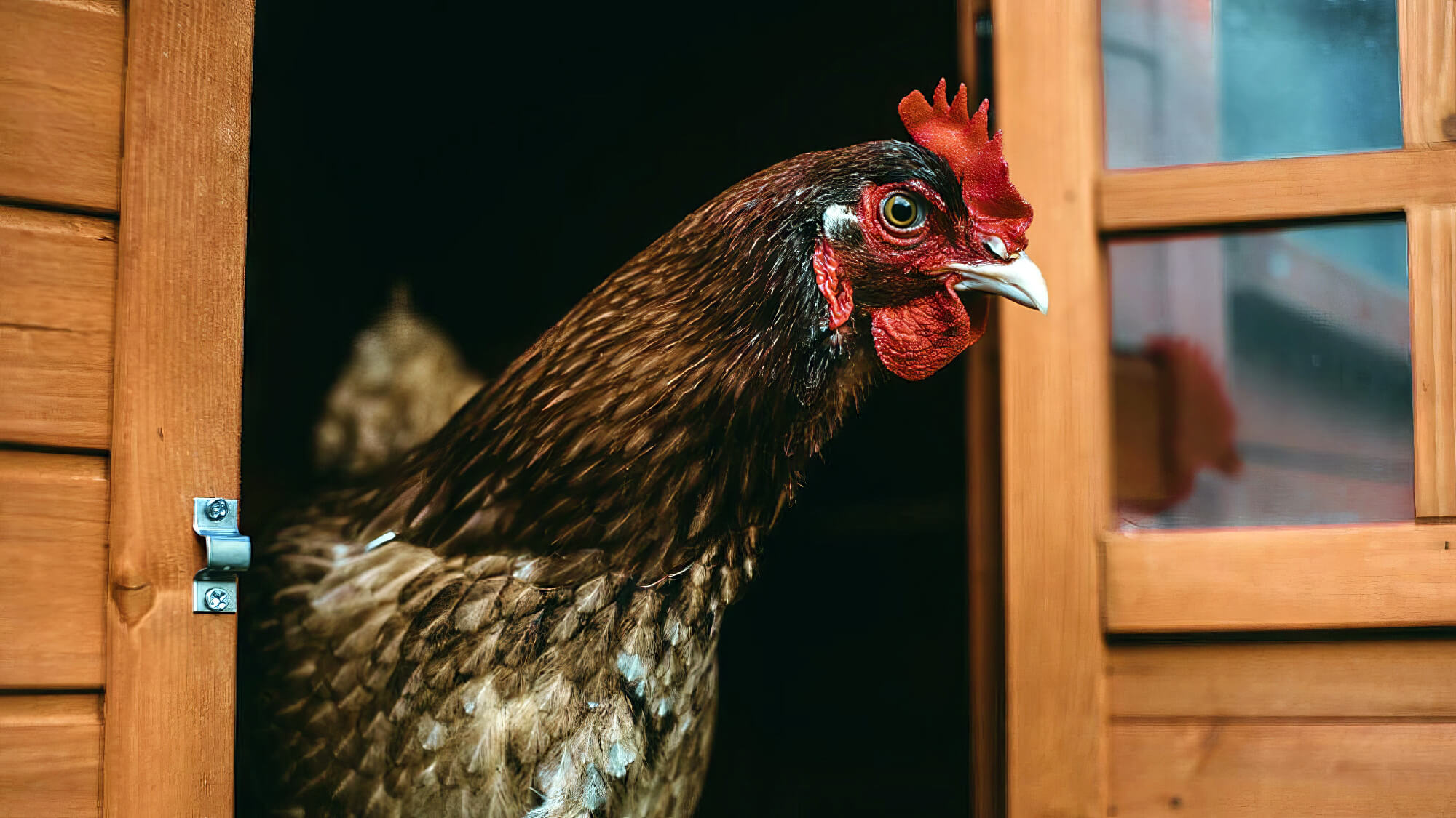Smart Chicken In House
