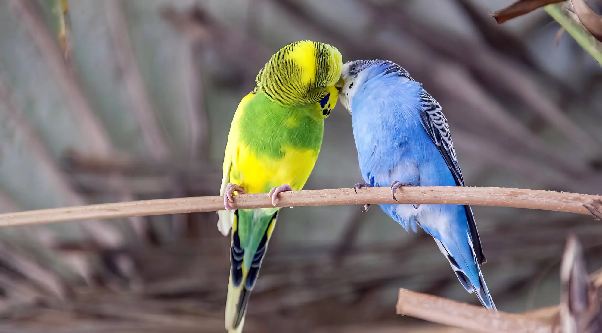 Taking Care Of Your Budgie