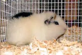 Teddy Guinea Pig Teddy Guinea Pig