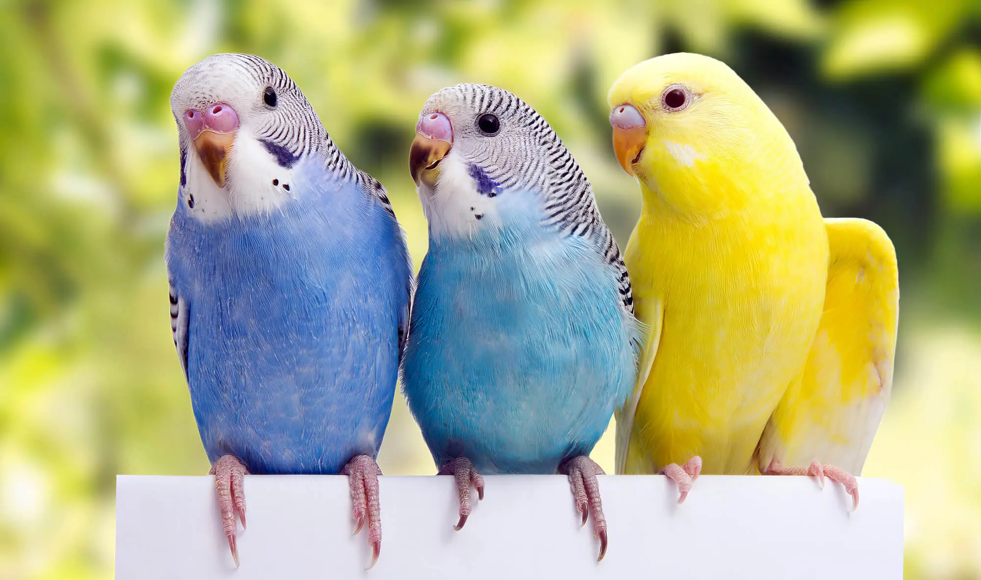 Three Budgies Sitting On Chair