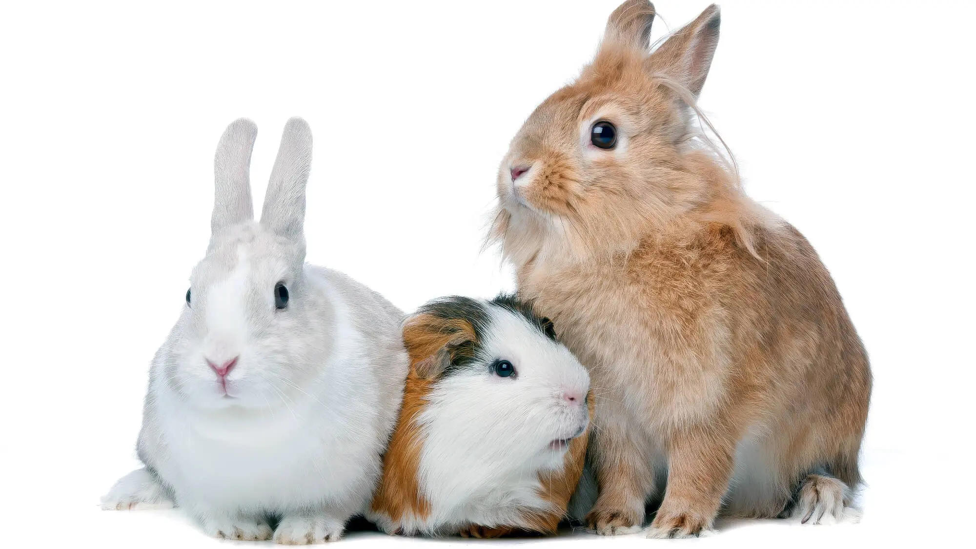 Can Rabbits and Guinea Pigs Live Together? - Planet Pet