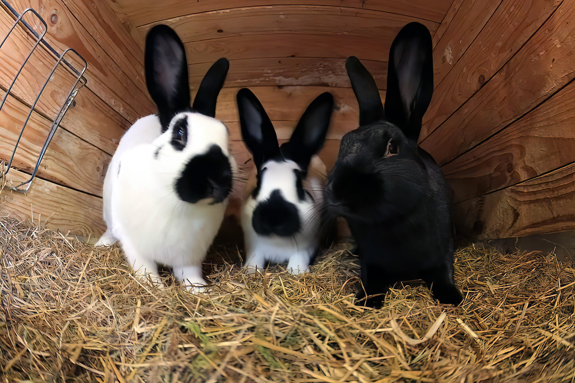 https://zeve.au/planetpet/uploads/three-rabbits-in-box-with-straw.jpg