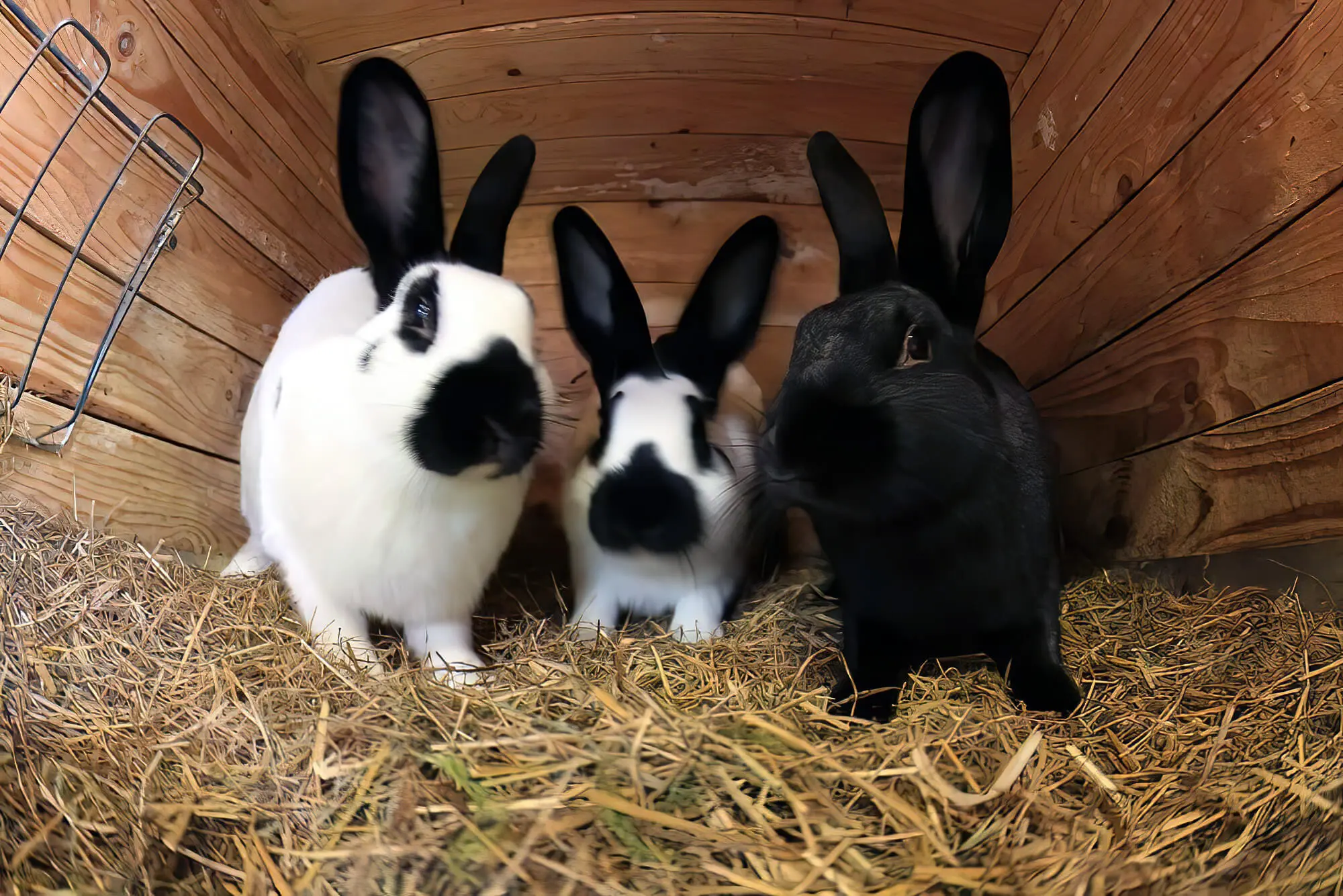 Straw Bedding For Rabbits: The Key Facts