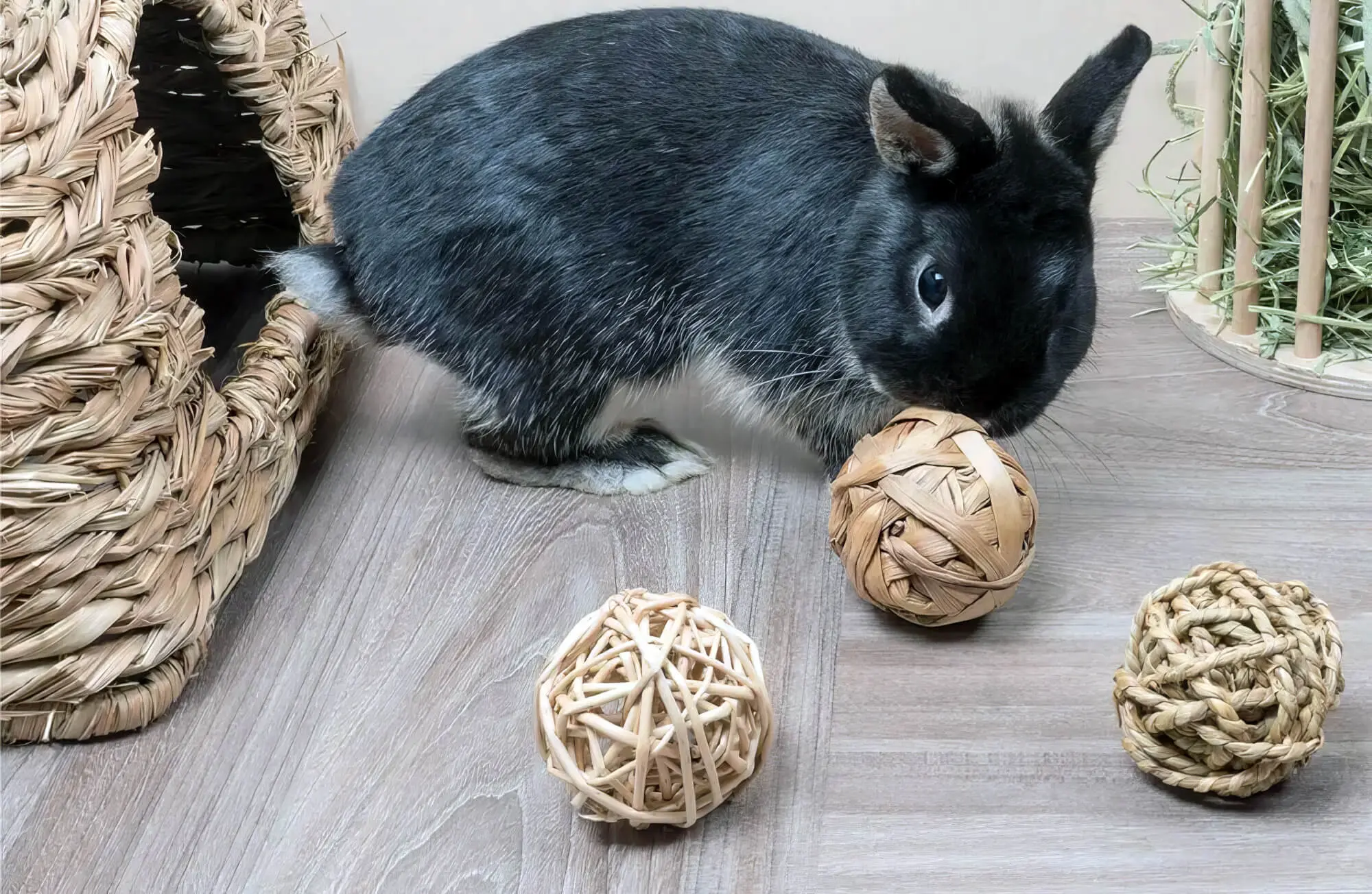 Toys For Your Pet Rabbit Toys For Your Pet Rabbit