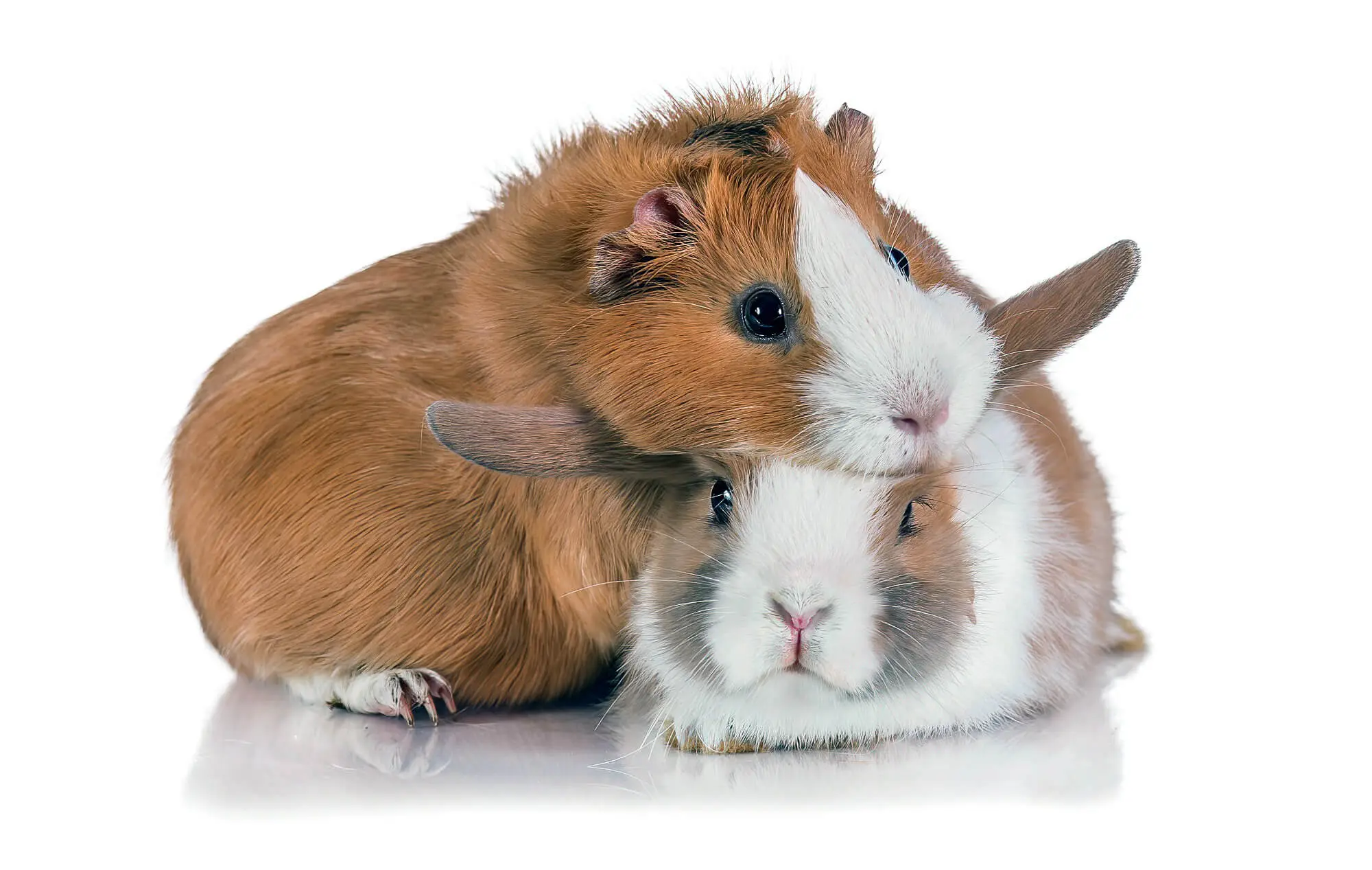 Two Brown Guinea Pigs Cuddling