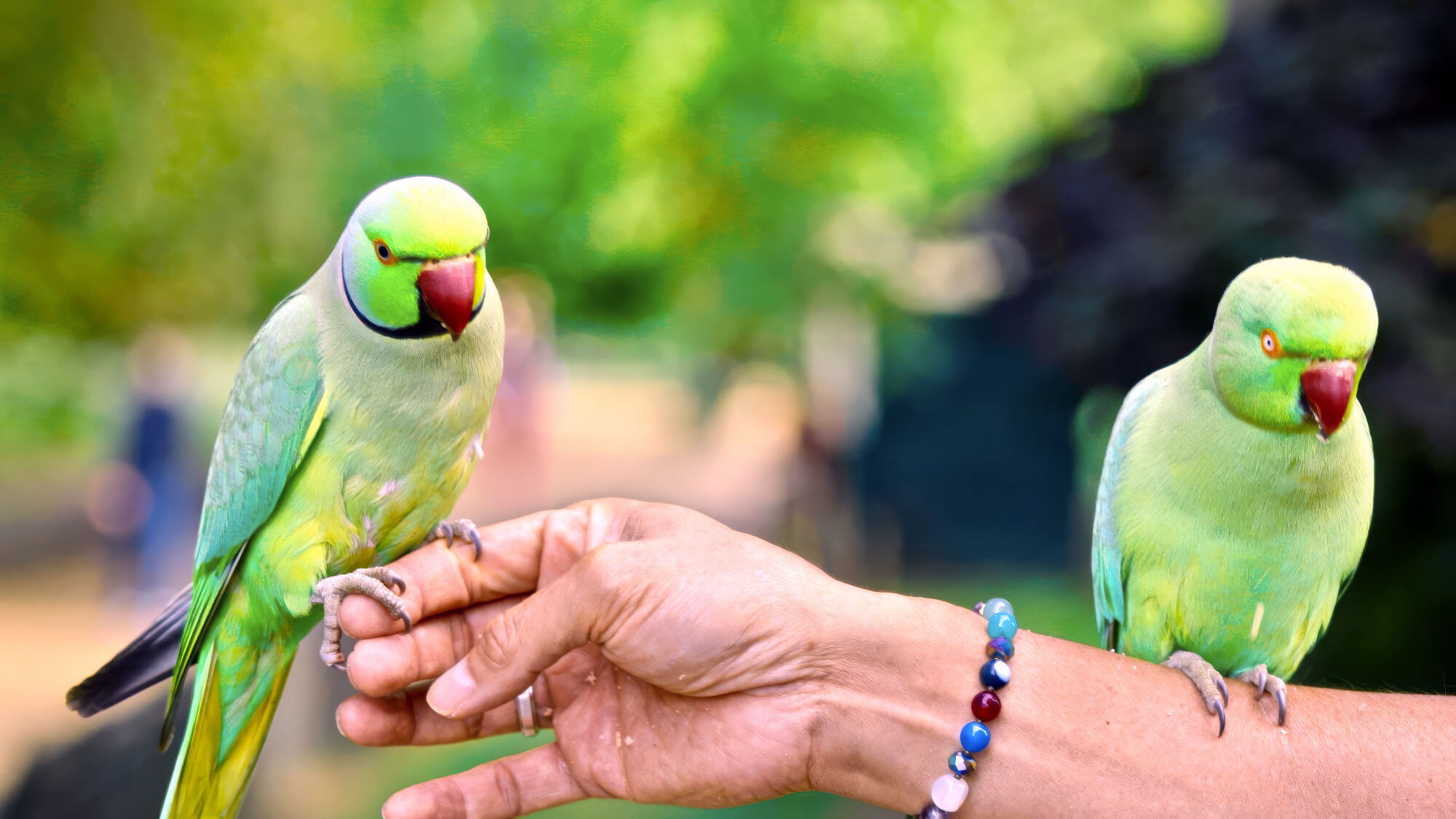 Two Green Parrots On Womans Arm
