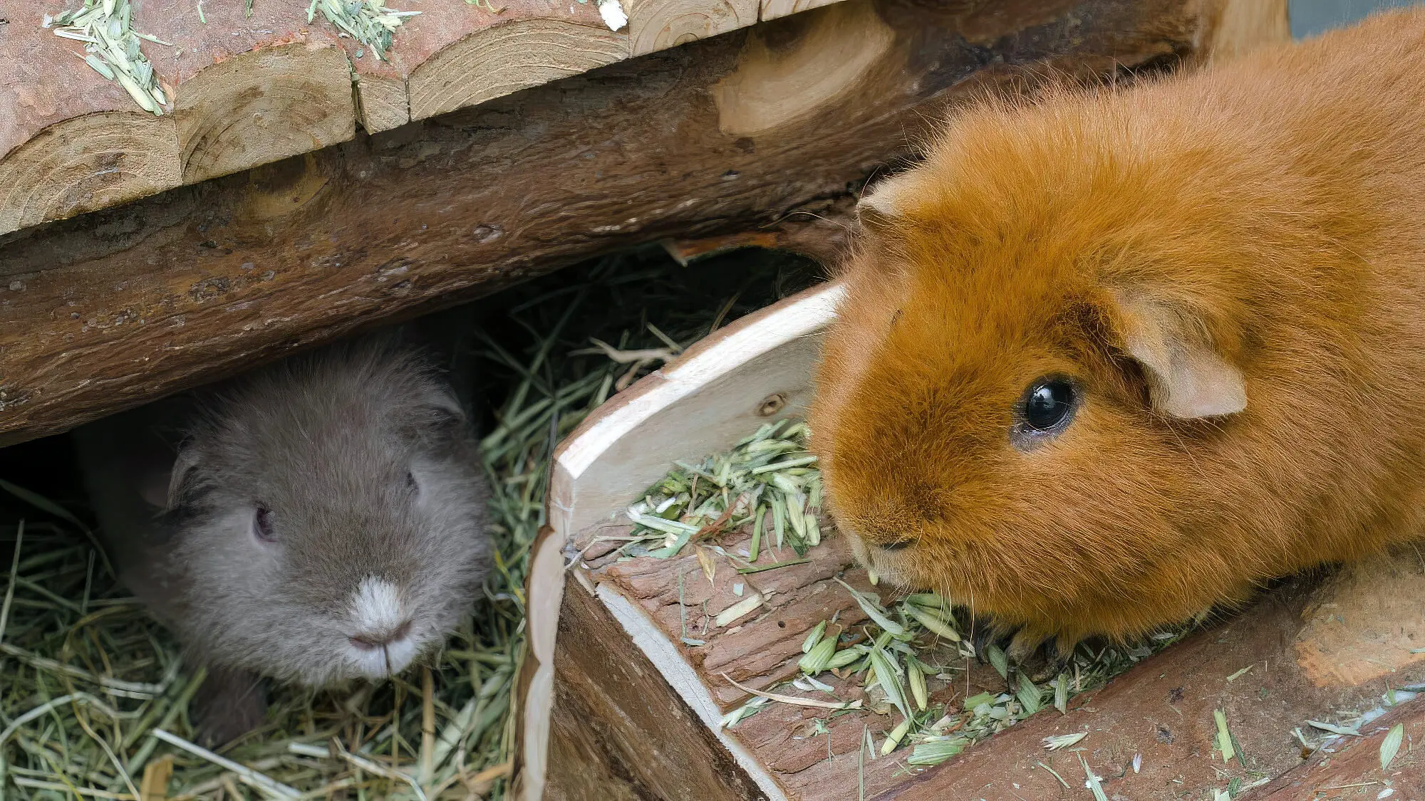 Why Does My Guinea Pig's Cage Smell Bad?