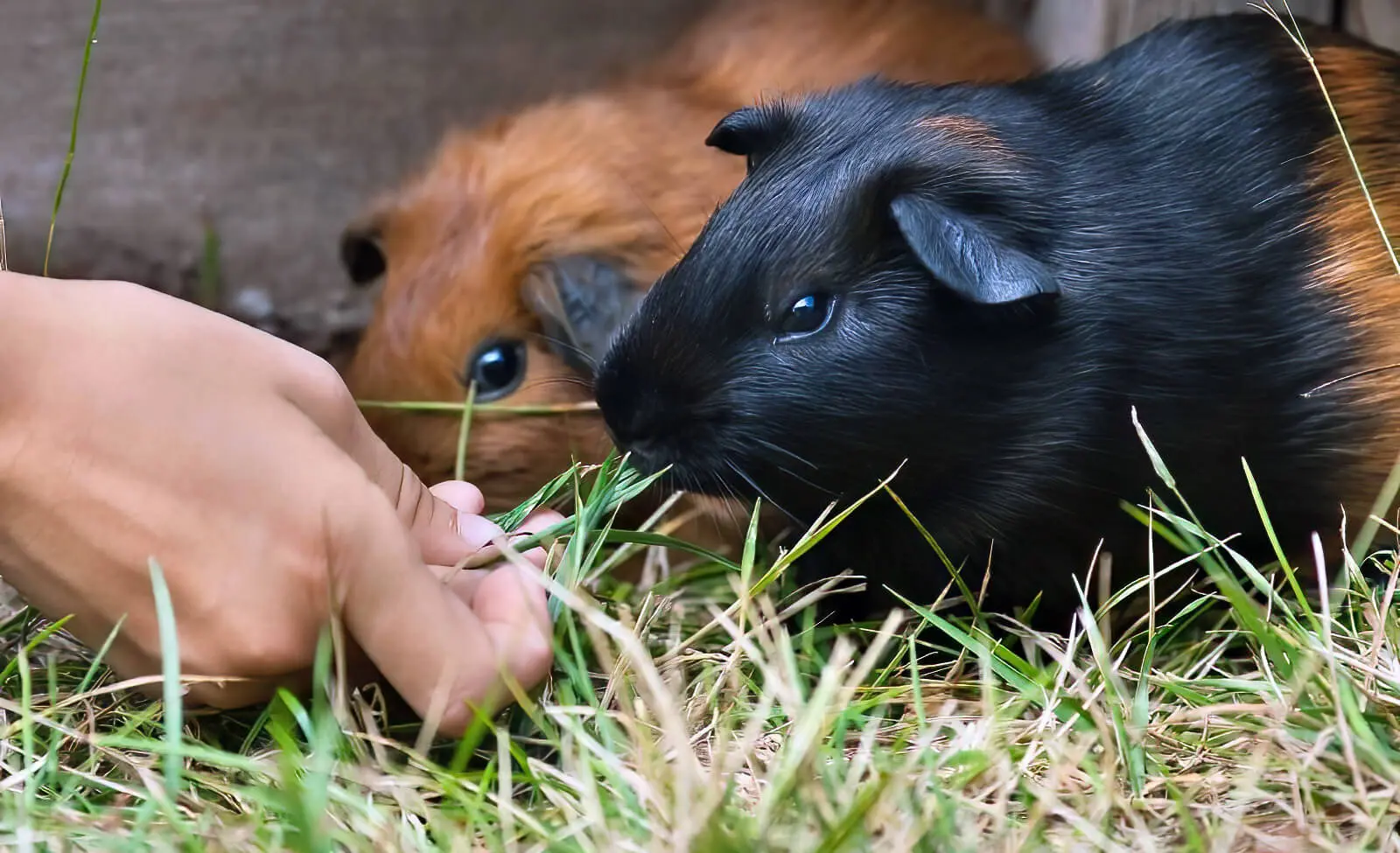 Different types of outlet hay for guinea pigs