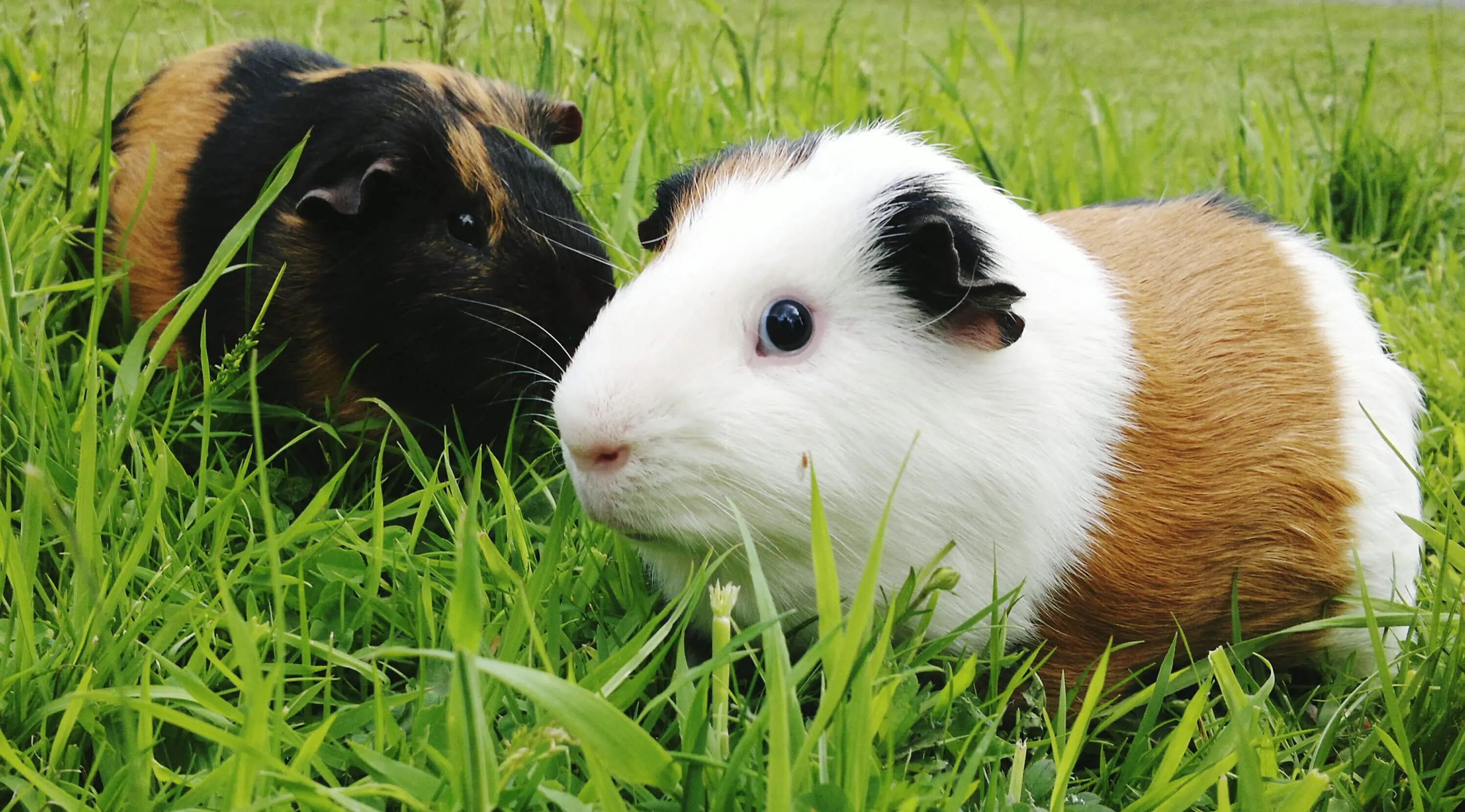 Guinea pig emergency clearance kit