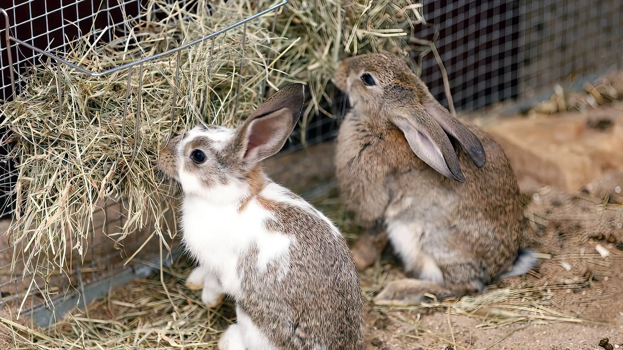 Two Pet Rabbits Eating Hay