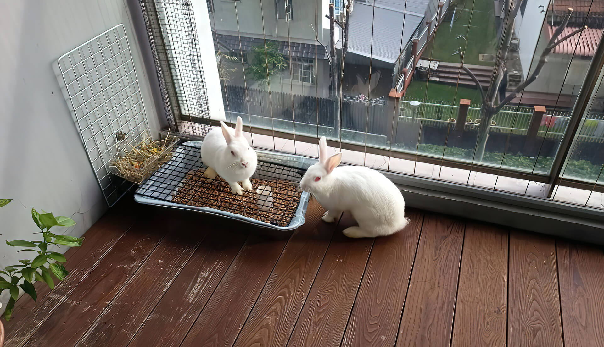 Do Rabbits Need Straw or Hay? Bunny Bedding vs. Feeding - PetHelpful