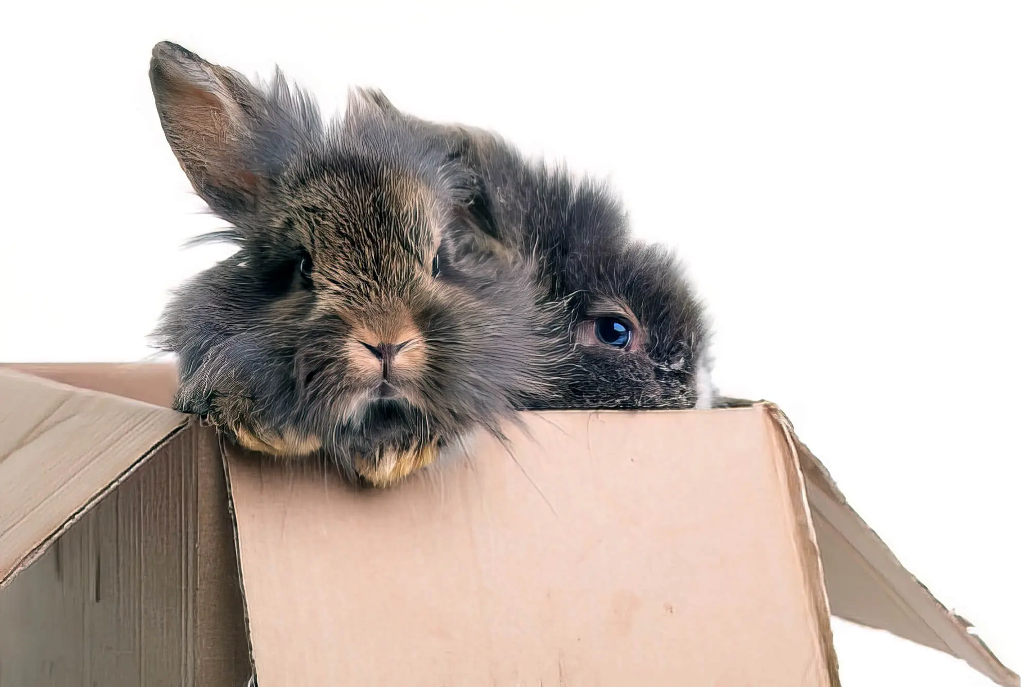 Bunnies shop eating cardboard