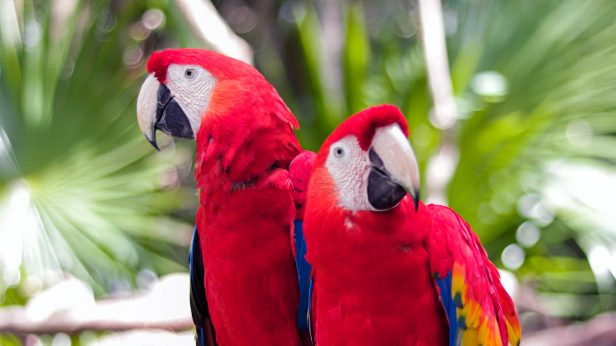 Two Red Colourful Parrots