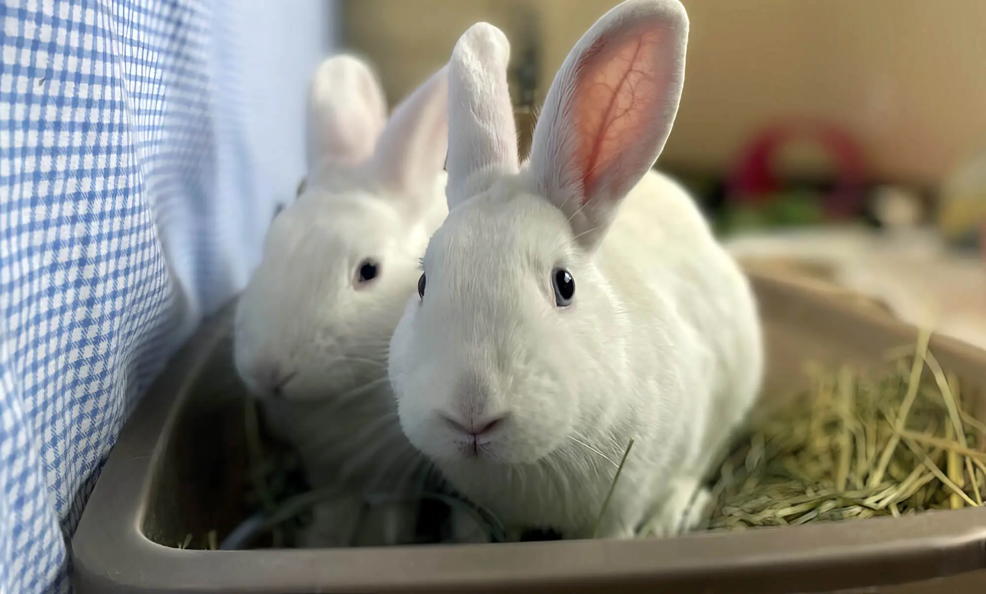 Two White Rabbits Sitting In Straw Two White Rabbits Sitting In Straw