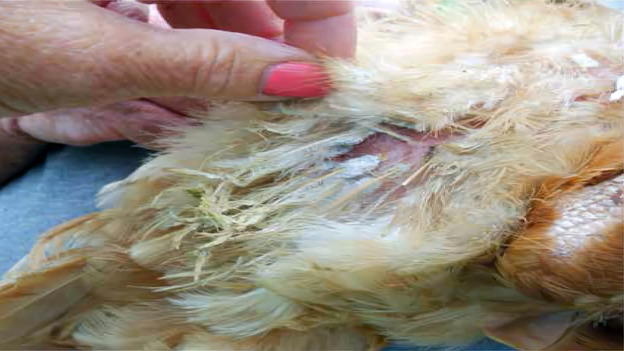 Vet Check Moulting Chicken
