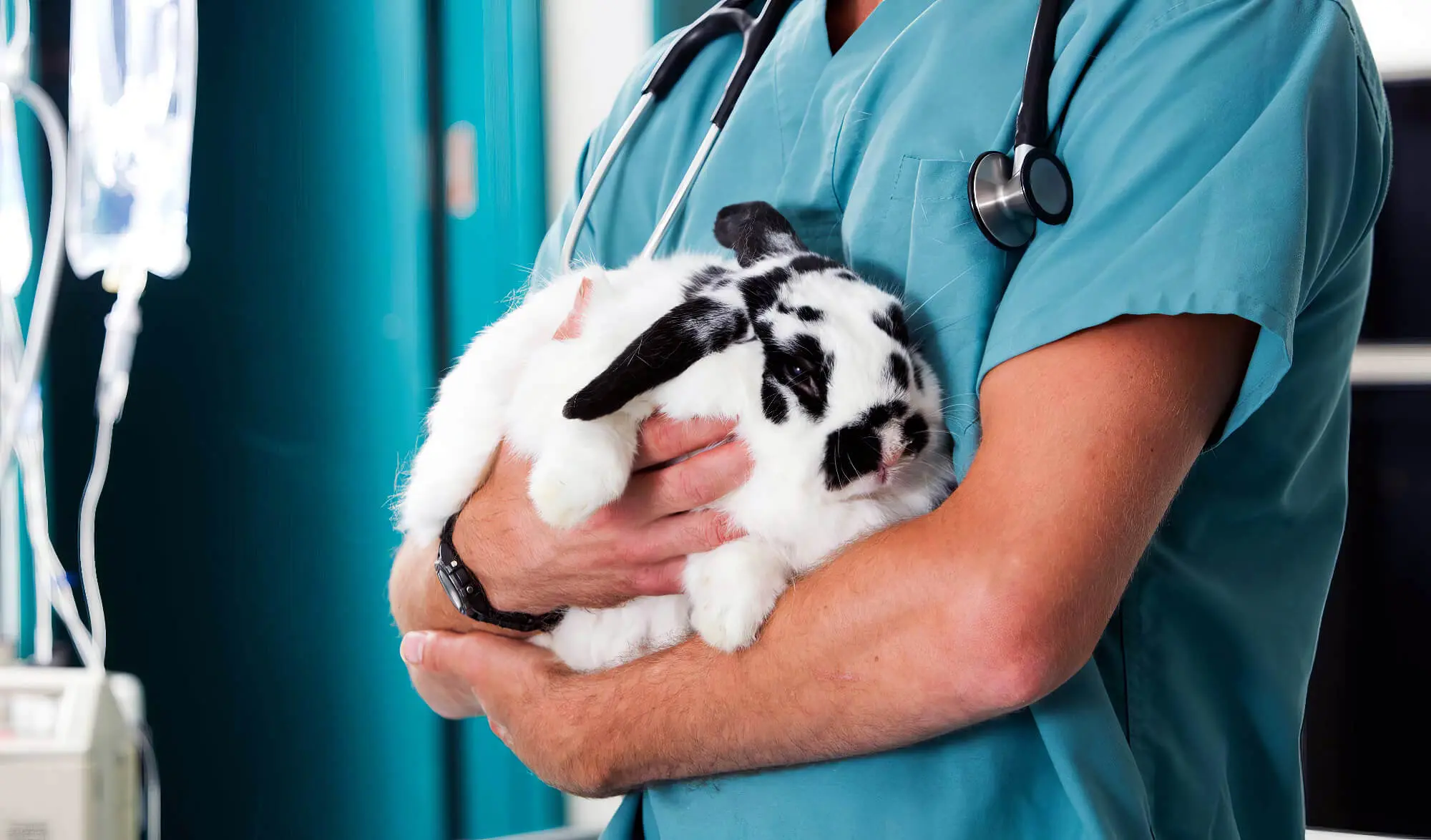 Vet Holding Chubby Rabbit