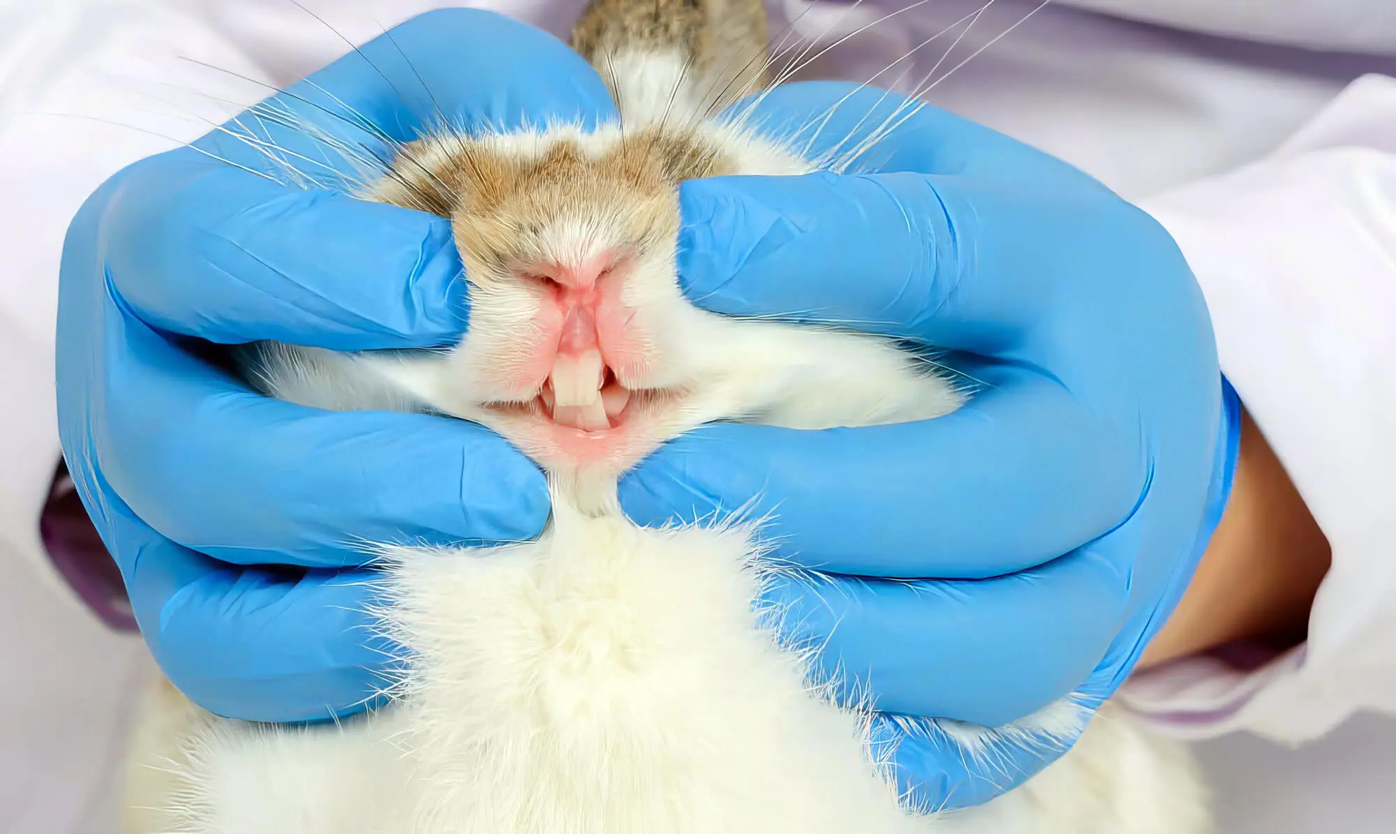 How To Care For Your Rabbit’s Teeth Pet