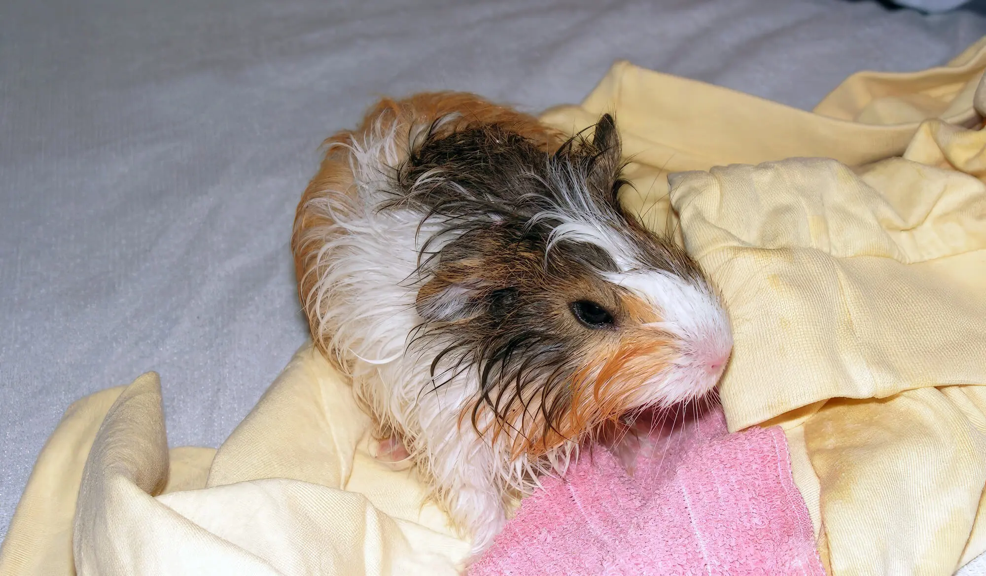 Wet Cleaned Guinea Pig