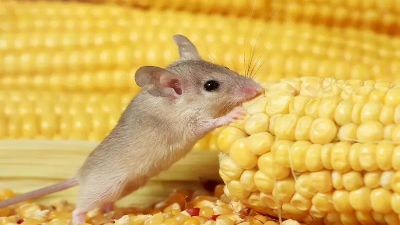 What Do Pet Mice Eat?
