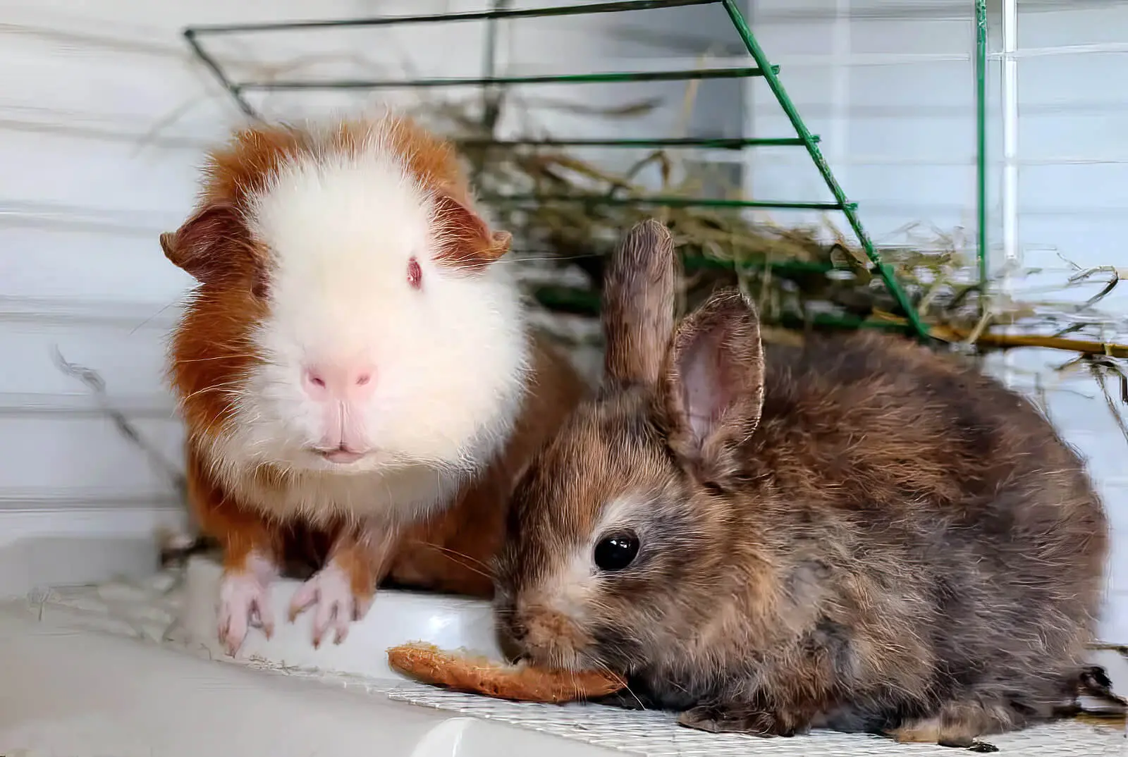 Straw or Hay What to Feed Rabbits Guinea Pigs Planet Pet