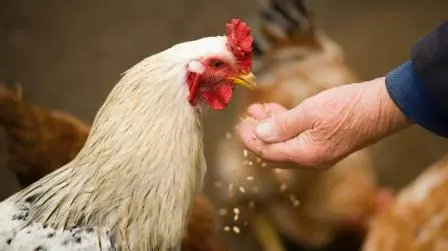 What Not To Feed Chickens