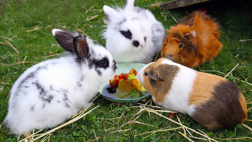 Straw or Hay? What to Feed Rabbits & Guinea Pigs?