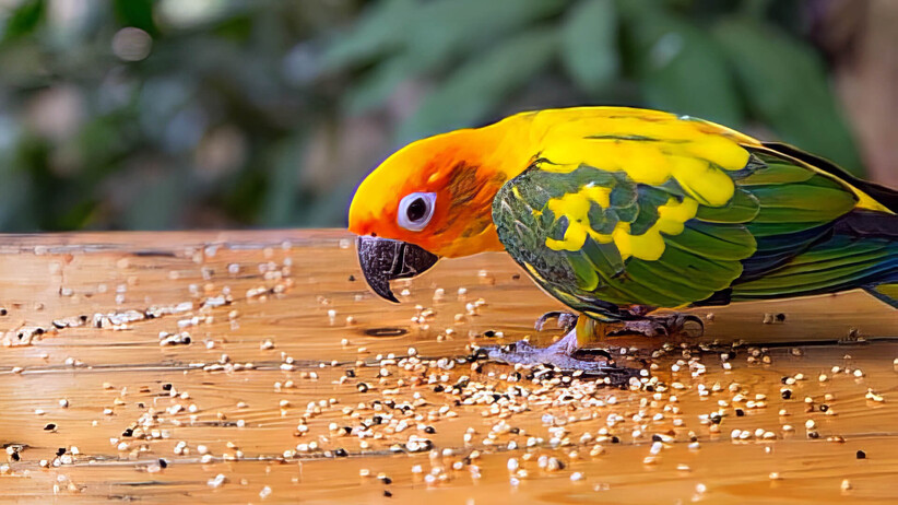 What To Feed Your Pet Bird?