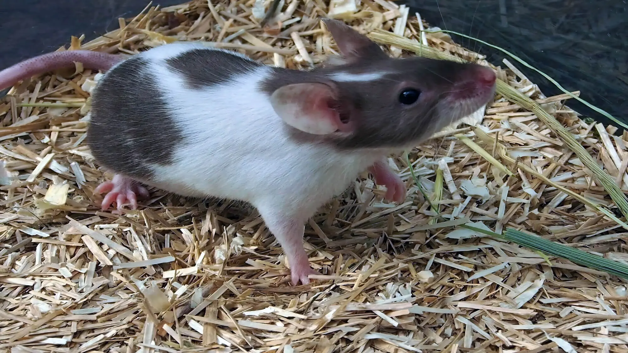 White And Brown Mouse Playing