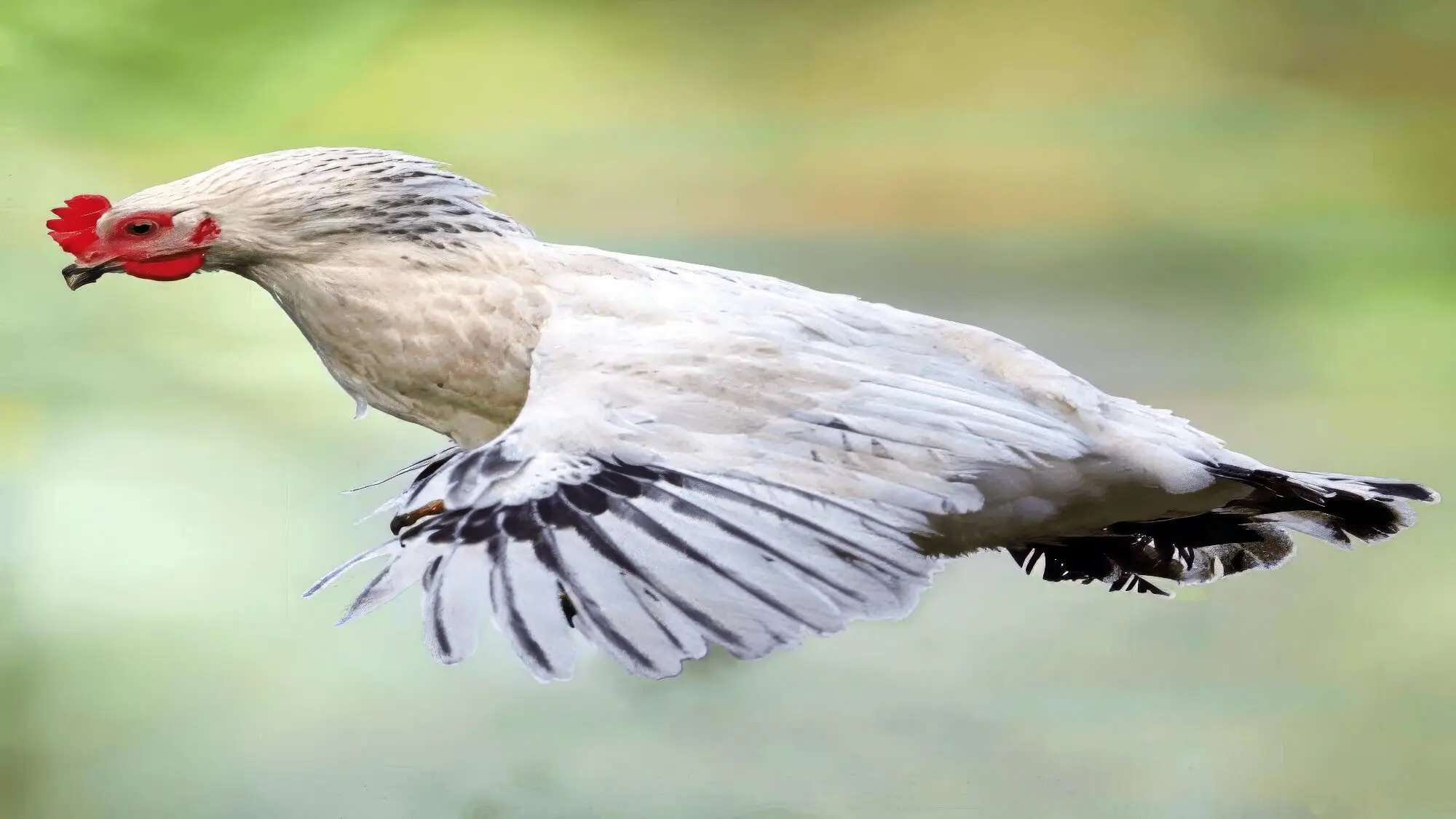 White Chicken In Air White Chicken In Air