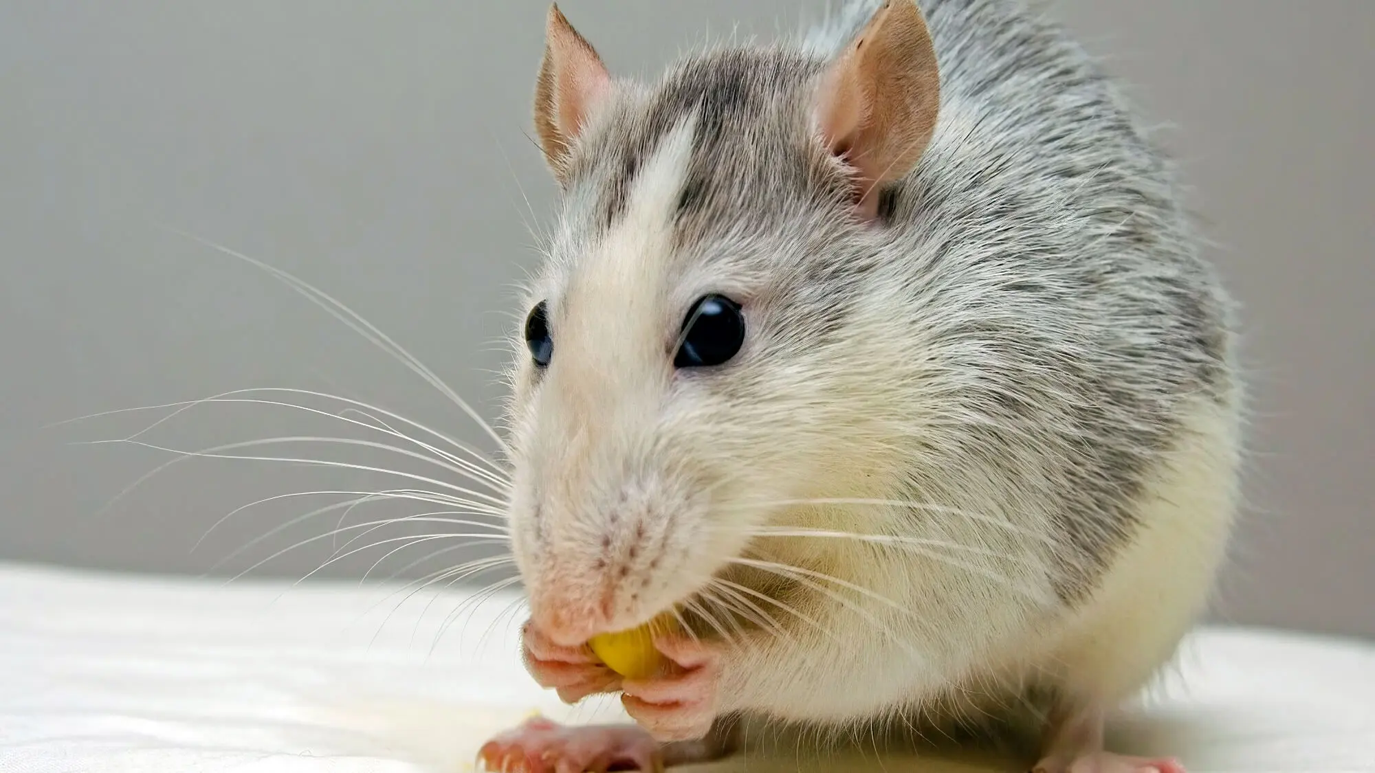 White Mouse Eating Corn