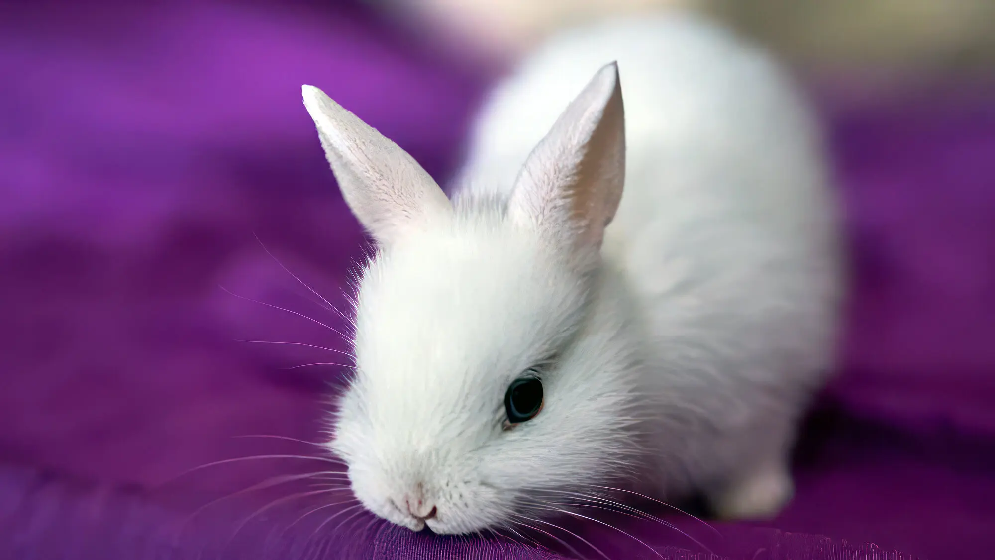 White Rabbit On Purple Mat White Rabbit On Purple Mat