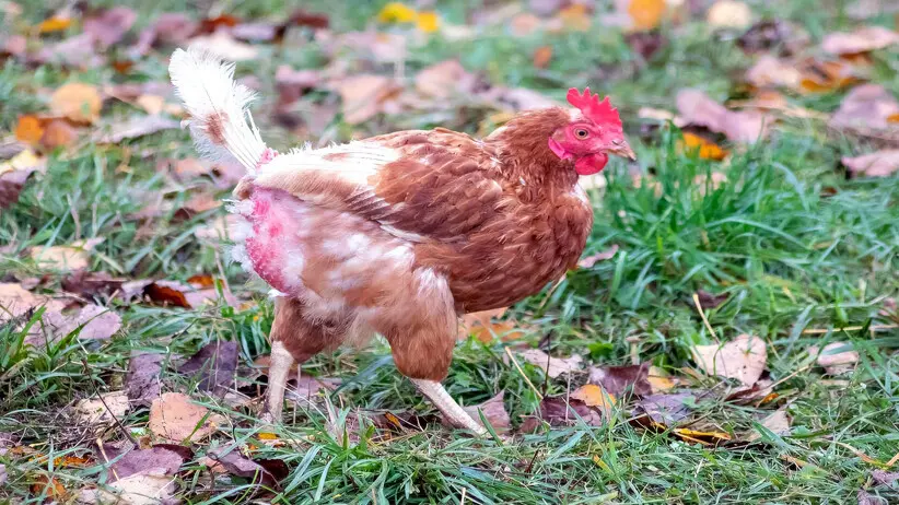 Why Chickens Lose Feathers