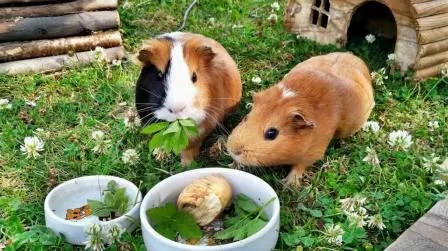 Why Is My Guinea Pig Always Hungry?