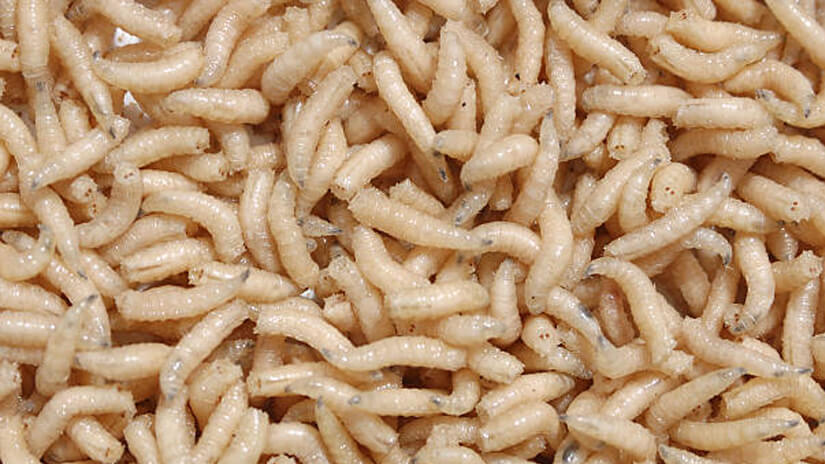 How to Kill Maggots and Get Rid of Infestation