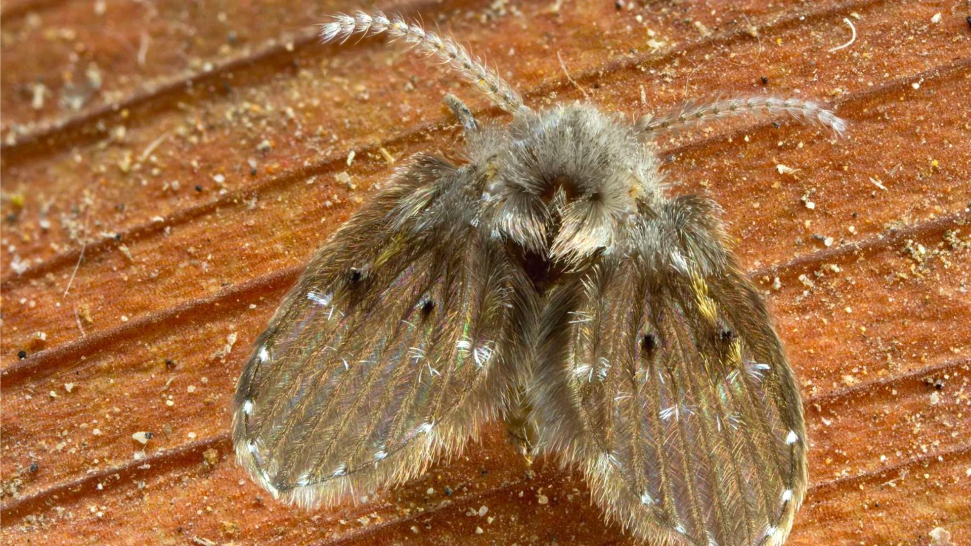 Close Drain Fly Wall