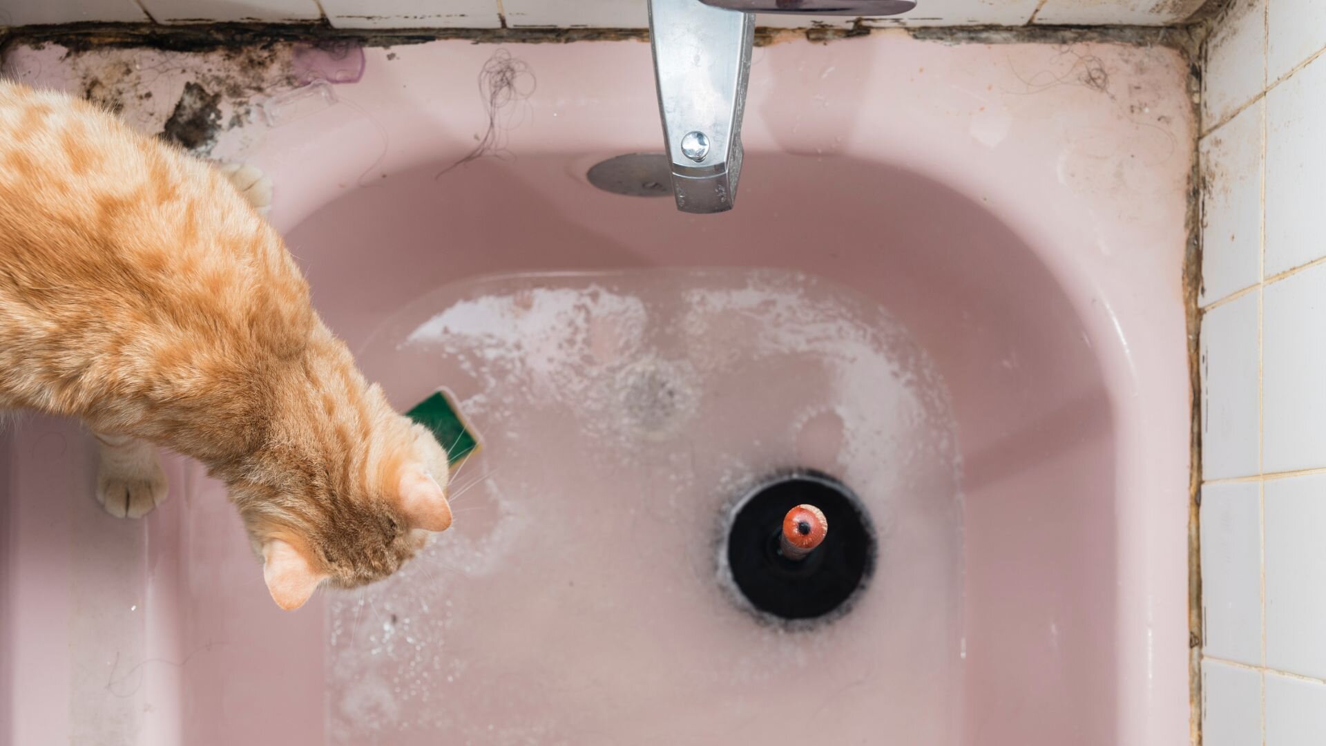 Clogged Bathtub Plunger Cat