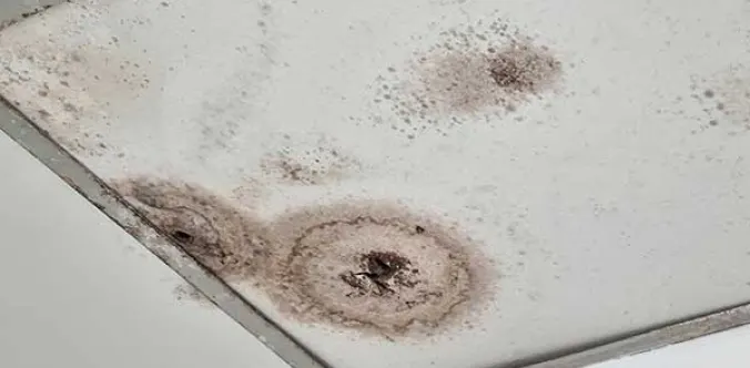 mould problems pgmrmg