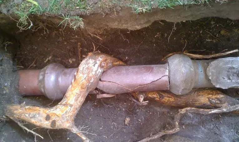 Sewer repaired by Wilco relining Sydney because of tree roots