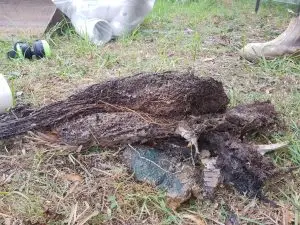 Tree roots invading drains and fixed by Wilco Relining