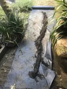Tree Roots in Blocked Sewers