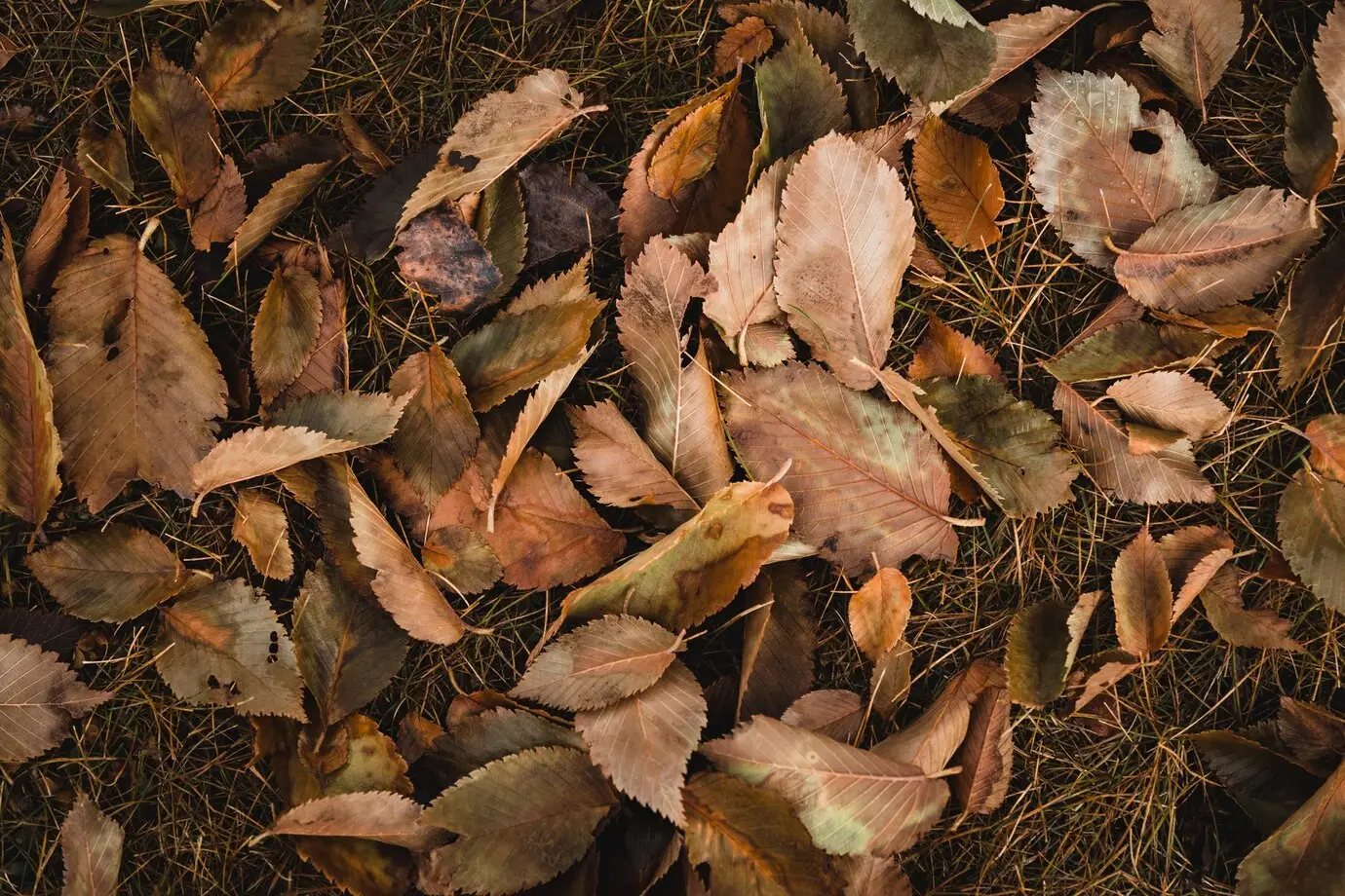 top-view-shot-brown-leaves_181624-28711