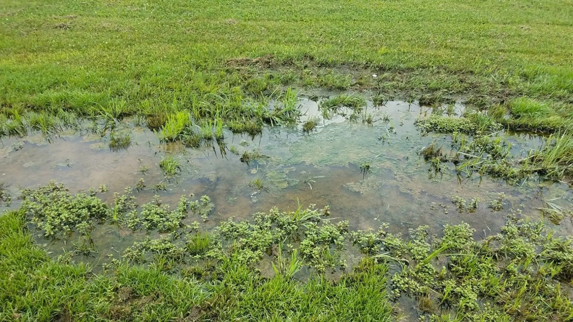 Sewage Flooding Grass In Backyard Sewage Flooding Grass Backyard