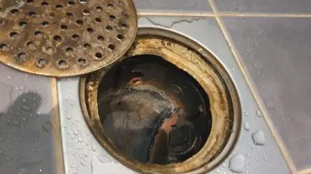 Why Your Shower Drain Smells & How To Fix It Why Your Shower Drain Smells & How To Fix It