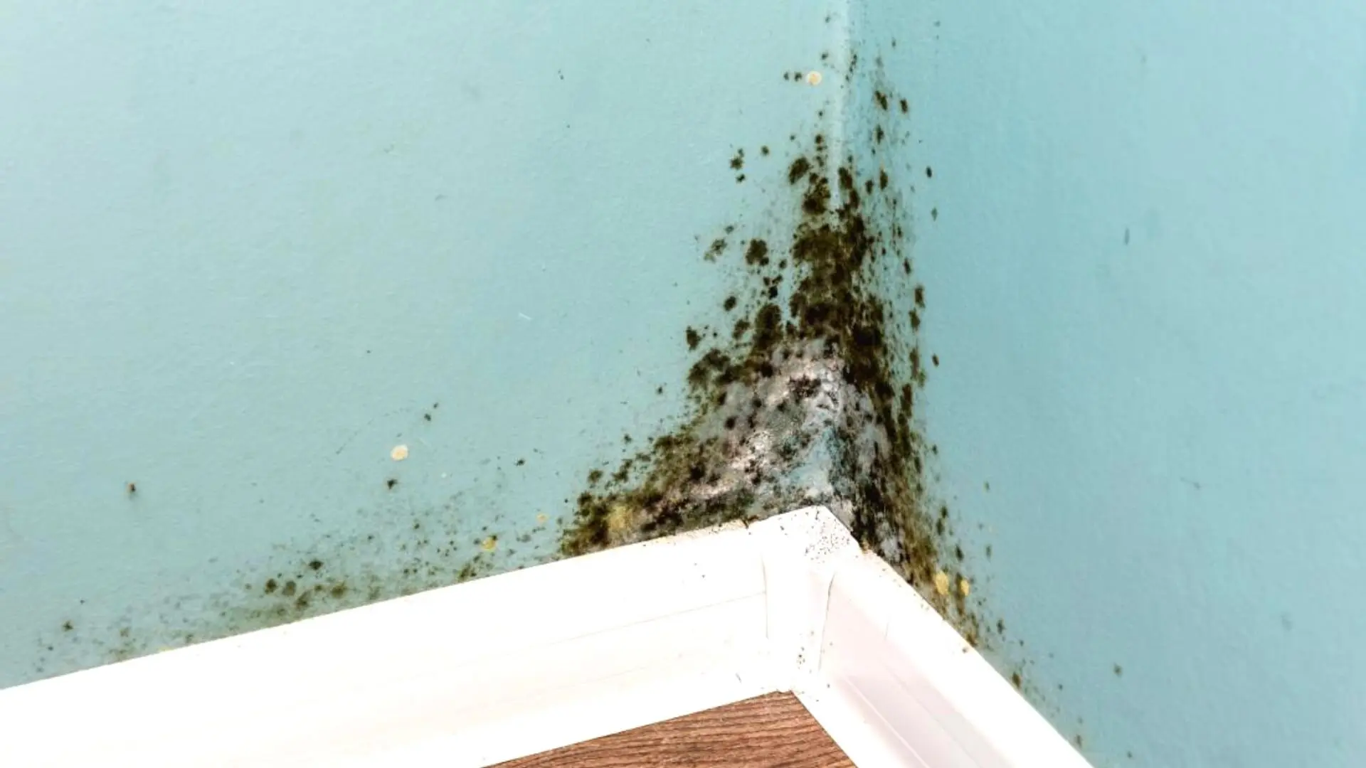 7 Signs Your May Have A Burst Pipe Woolf Plumbing & Gas ‐ Woolf Plumbing