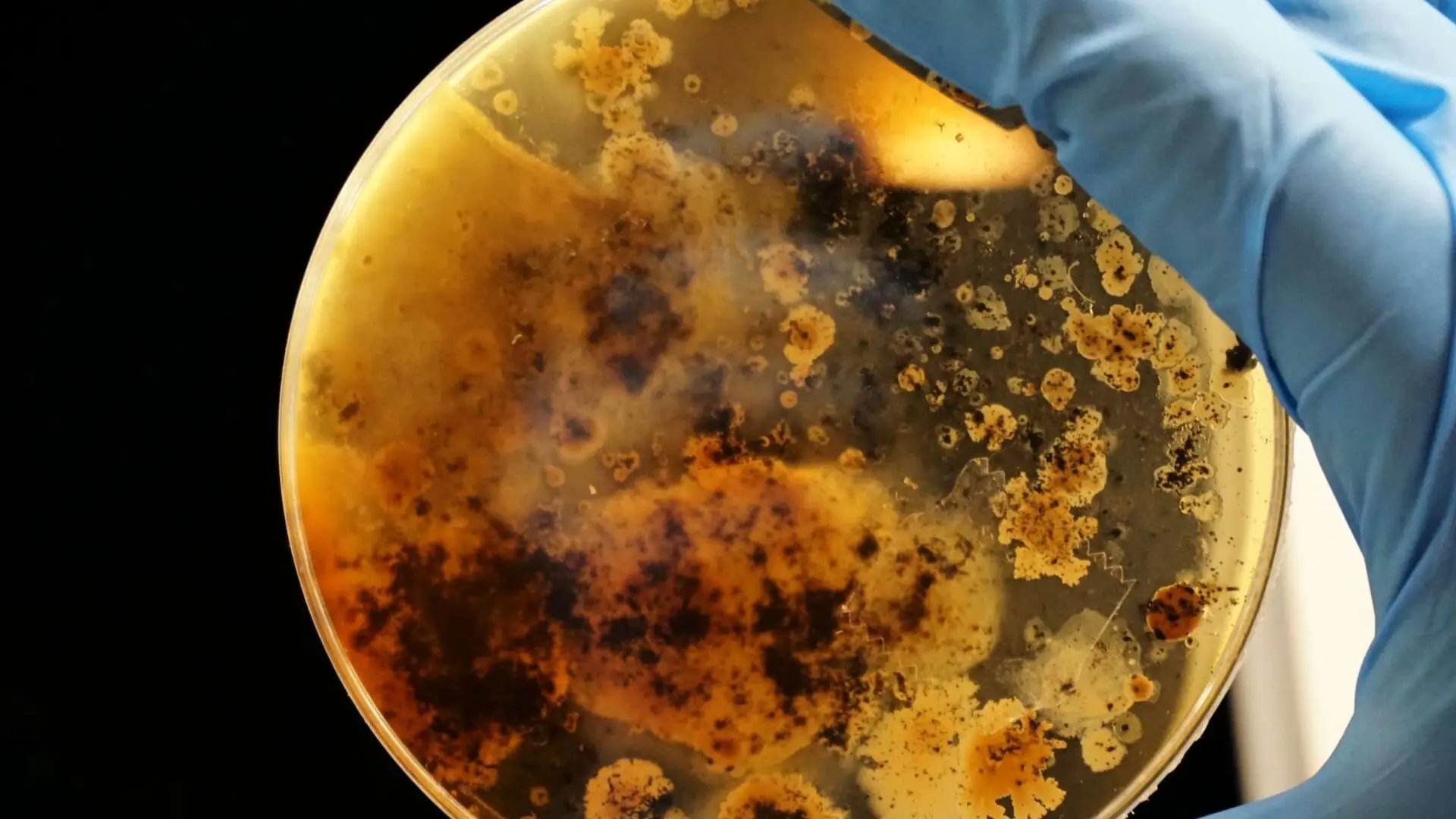 Petrie Dish Rusted Water Bacteria