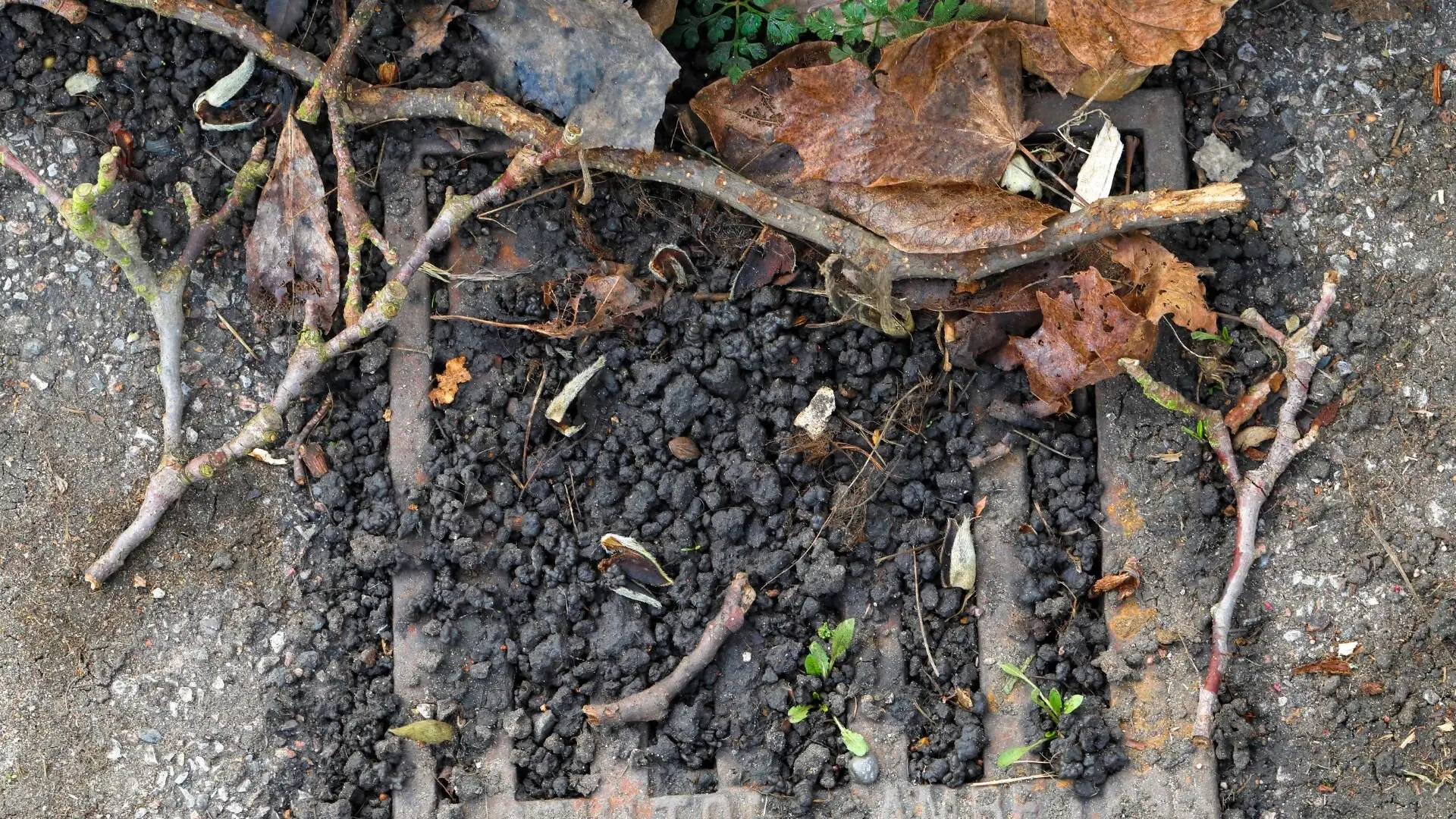 Understanding the Impact of Tree Roots in Emergency Drain Blockages ‐ Woolf Plumbing